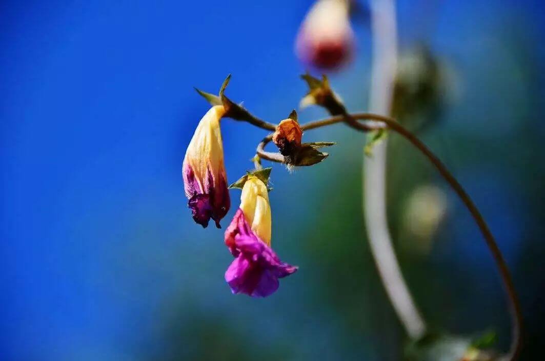 SEO市场一片凋零,作为SEOer应该怎么走