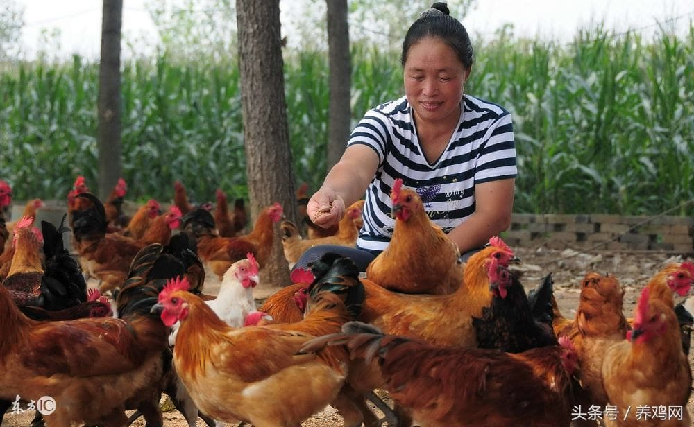 中国养鸡产业赢利新模式_结合国内养鸡场现状和走势，探讨该行业的盈利模式