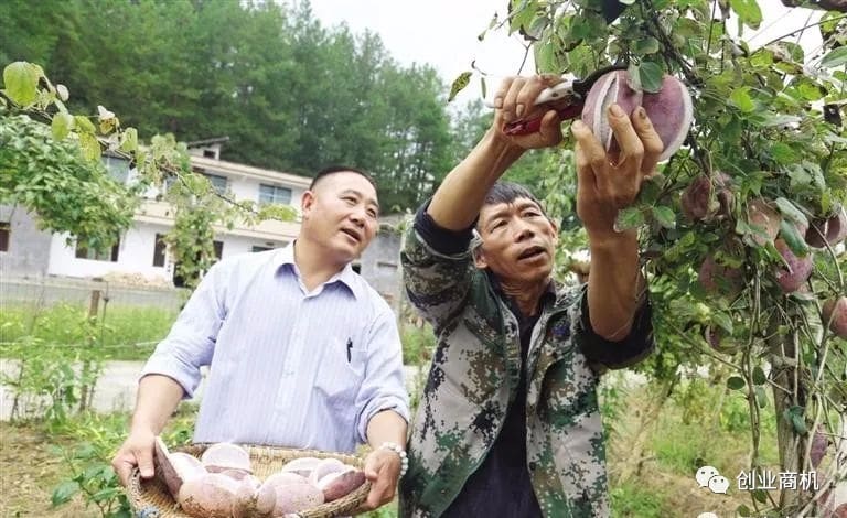 农村创业新风口！冷门种植项目，一亩地狂赚十万，绿色财富等你来掘！