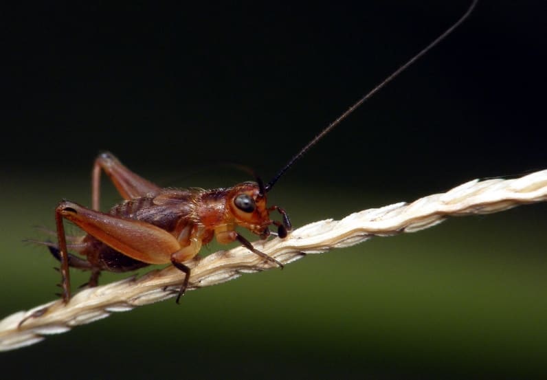 00后新潮流!抓卖蟋蟀成致富秘籍,一只“大黑”惊艳全国,月入过万不是梦!