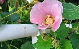 90后宝妈的赚钱秘籍大公开！即使生活安逸，她仍勇闯多元收入之路