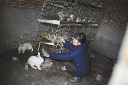 农村隐藏的财富密码！揭秘10个高利润项目，或许其中就有你的出路！