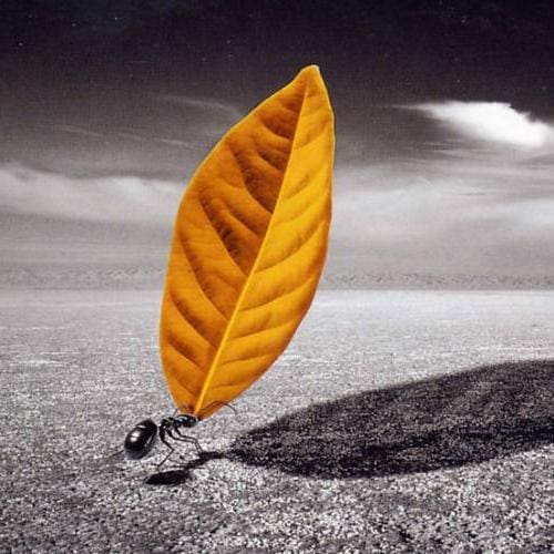 新手必看！低门槛兼职平台揭秘，小蚁攻略助你轻松入门！