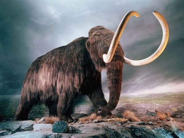 揭秘世界高薪工作之一：挖猛犸象牙！一根能卖140万，但背后条件极其艰苦！