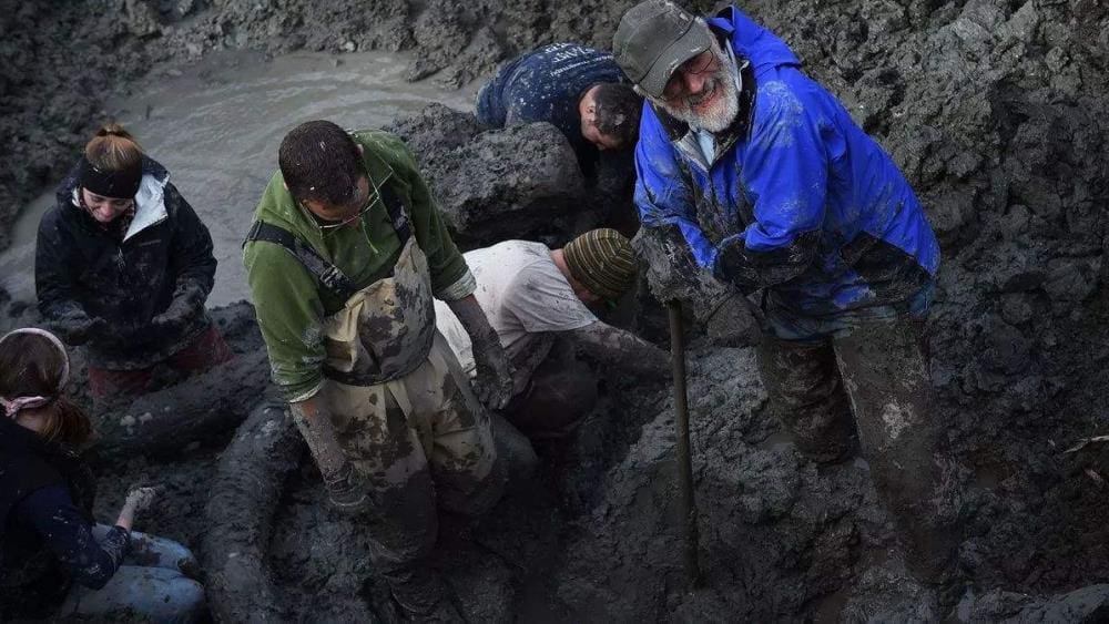 揭秘世界高薪工作：挖猛犸象牙！一根竟能卖140万，而且价格还在持续上涨！