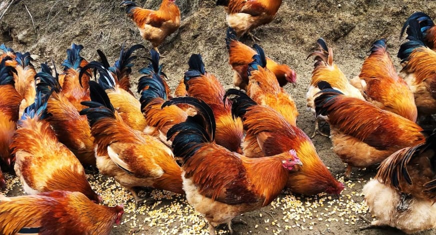 第一个商机—生态养殖_挑战与机遇并存！农村这3大‘不怕脏’商机，月入三五万不是梦，你敢来挑战吗？