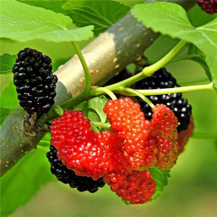 桂林追梦传奇！六塘桑果园的种养奇才——石小阳，以梦为马，共绘中国乡村振兴新篇章！