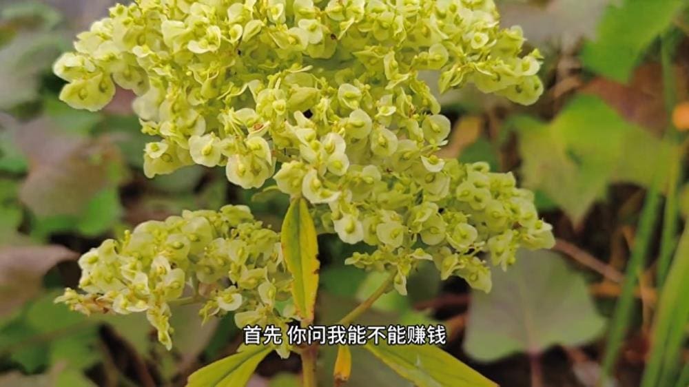 中视频赚钱真相大揭秘！一万七播放量挑战，#抖音中视频计划#助你快速突破！