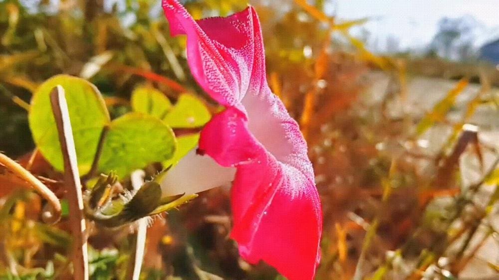 惊人！做自媒体仅两月，收入直逼8万大关，真实案例震撼来袭！