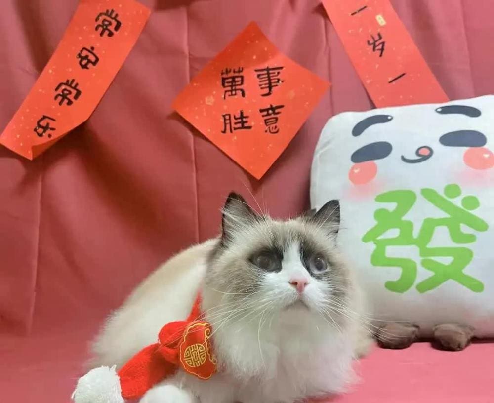 火爆全网！博主揭秘10天狂赚近万元秘诀，店家紧急停单应对，真相令人咋舌！