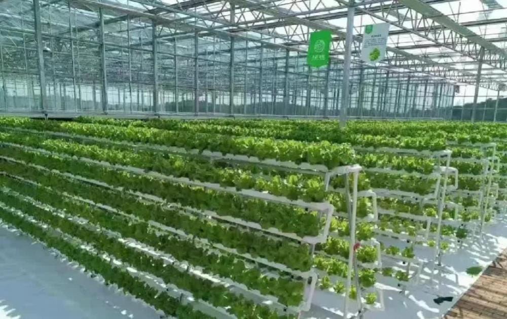 农业新蓝海！100个鲜为人知的致富项目大揭秘，带你迈向财富自由的康庄大道！