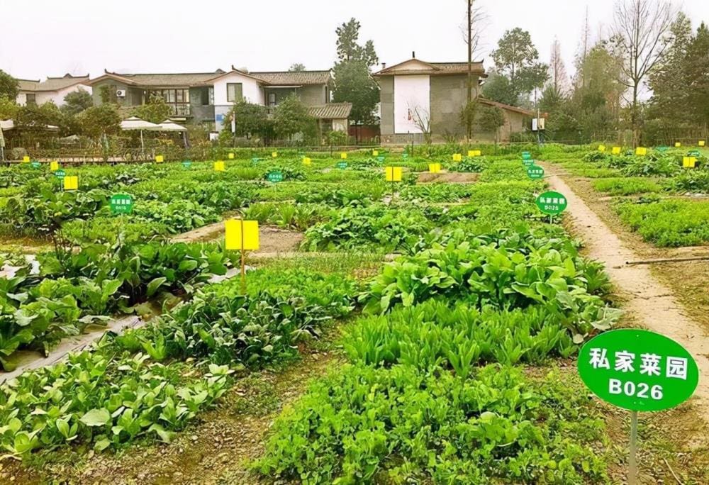 农村致富秘籍！两大冷门低成本小生意，轻松开启你的财富之旅！