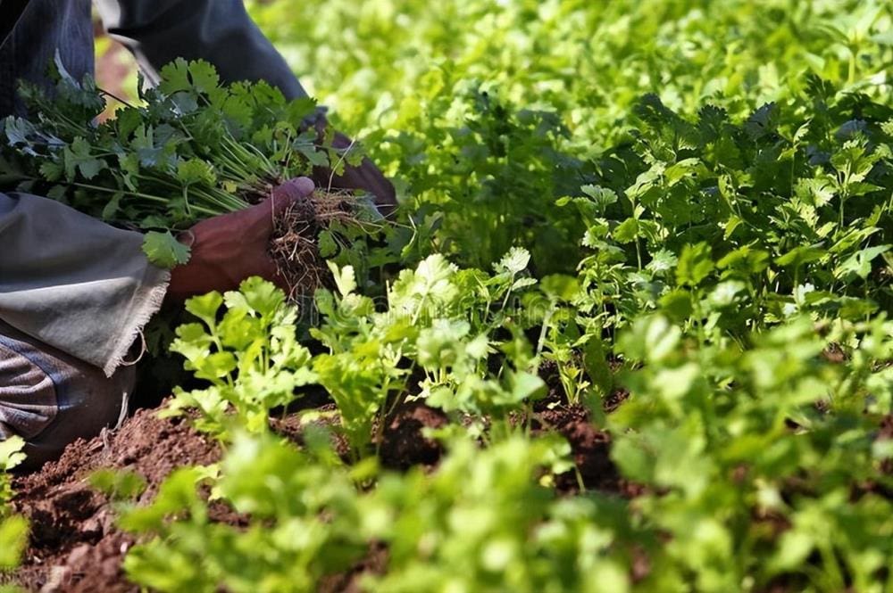 惊！农村冷门暴利生意曝光，25天周期，从播种到丰收，财富自由不是梦！