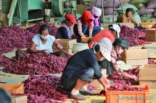 农村创业新金矿！月入过万加工项目大揭秘，总有一款让你心动，开启财富自由之路！