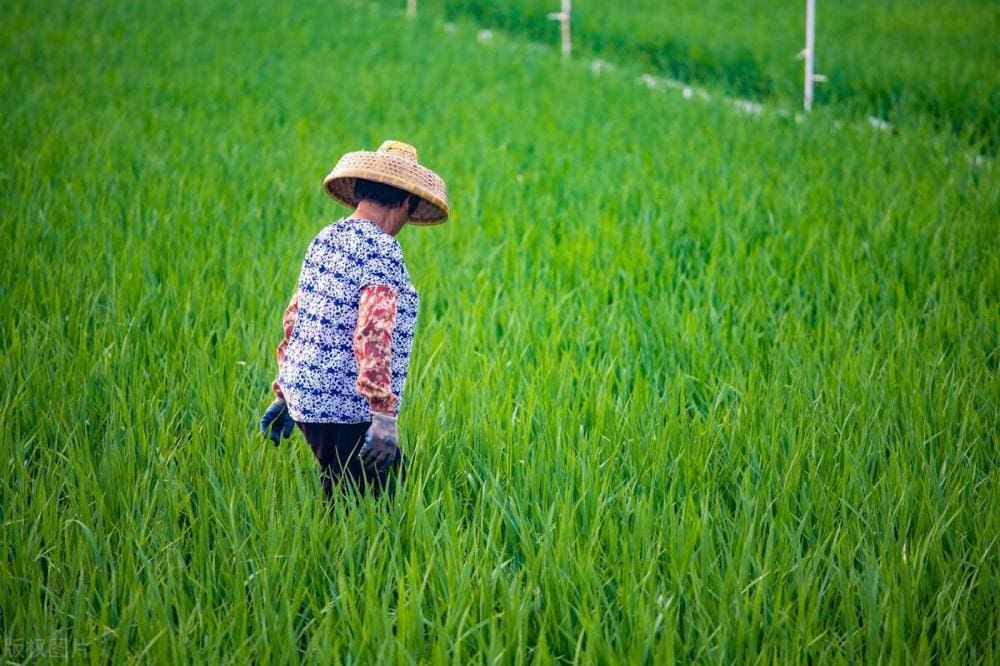 农村新机遇大揭秘！农民转型必看：这些工作让你在农村也能赚得盆满钵满！