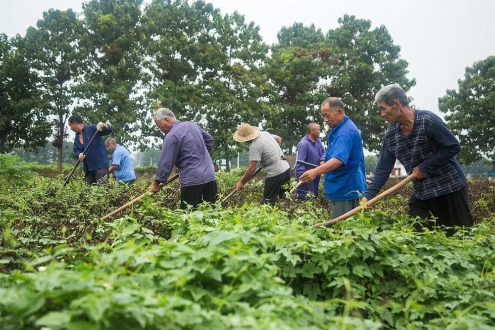 六十岁农村老人创业新启示！邻居老吴再探赚钱路，智慧谋生显神通！