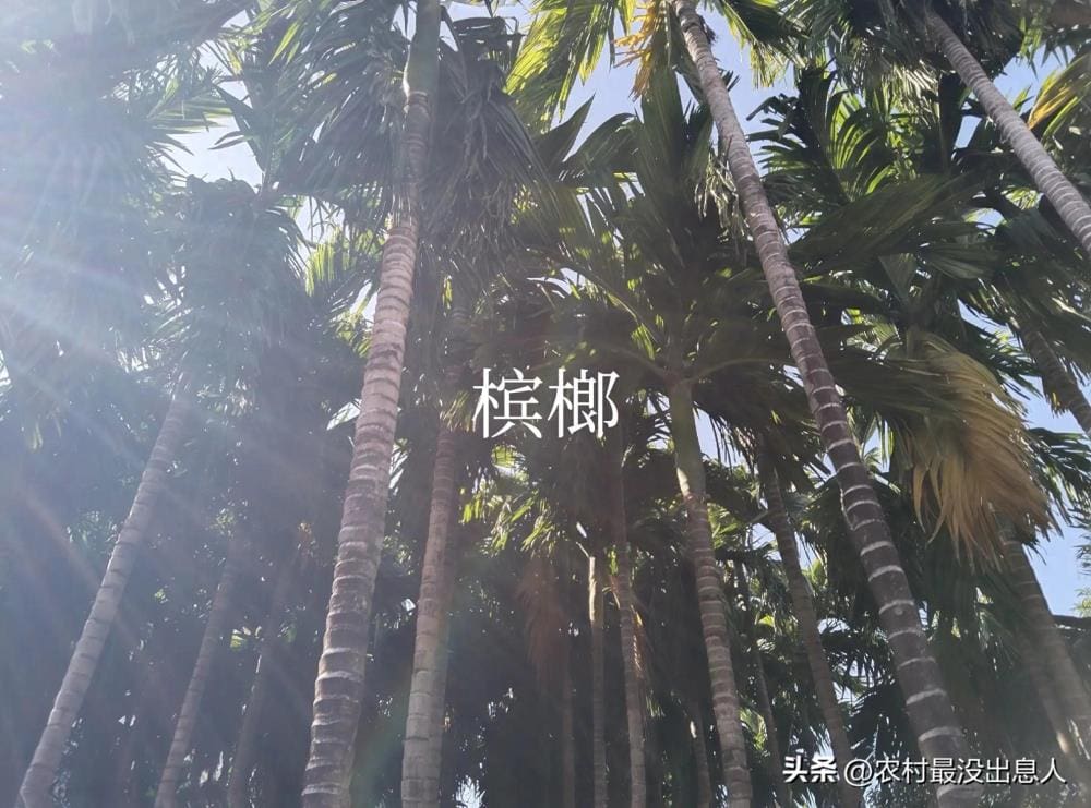告别槟榔，拥抱绿色！种菜也能奔小康，每行每业皆有致富秘籍！