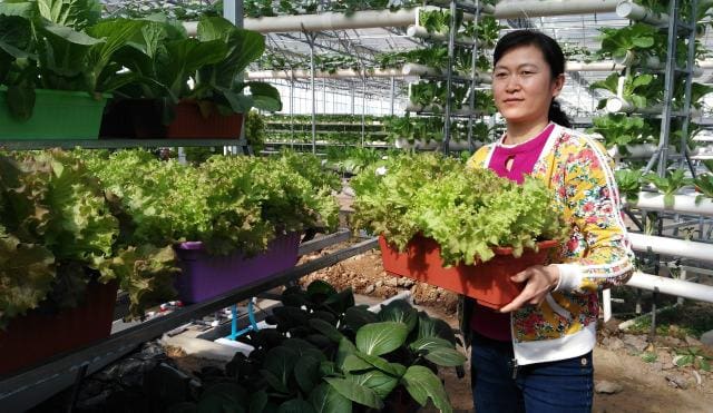 致富新潮流！朋友圈爆火的阳台种菜‘神器’，揭秘其背后的赚钱奥秘！