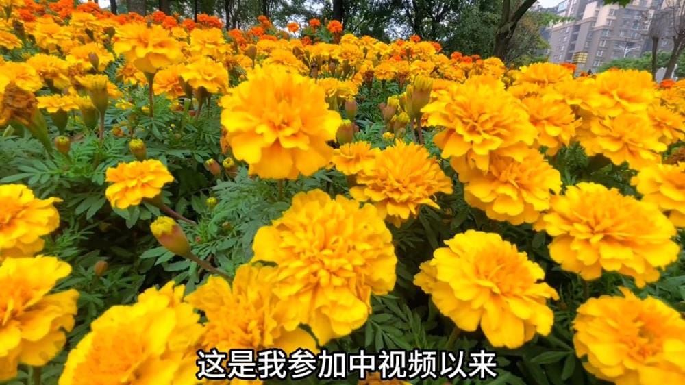 独家揭秘！中视频破万播放量背后的真实收益，今天为你揭晓！