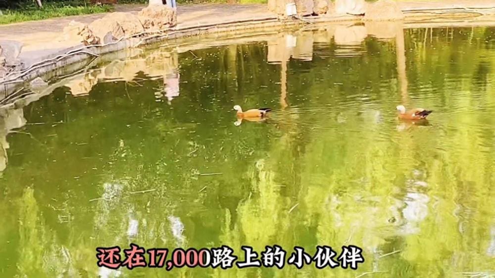 中视频发布大揭秘！抖音VS西瓜视频：如何避免踩雷，选择最佳发布平台，让内容火上加火？