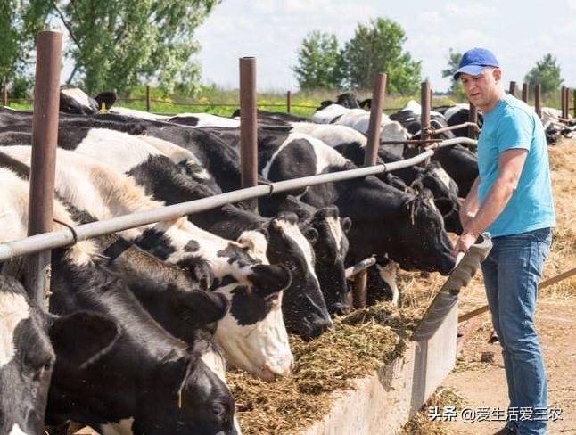 农村致富新纪元！这些项目利润超越养猪，现在加入，财富快车等你来搭！