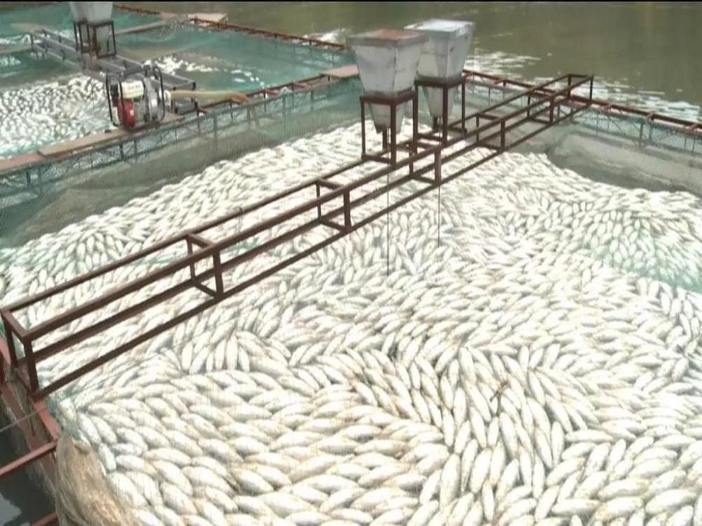 电视《致富经》引路，农村小伙养殖梦碎！责任归谁？创业路上需谨慎抉择！