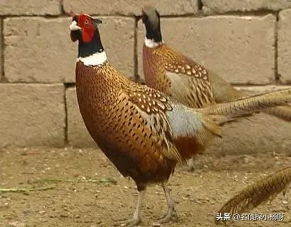 央视《致富经》：成功案例虽好，盲目跟风需谨慎！