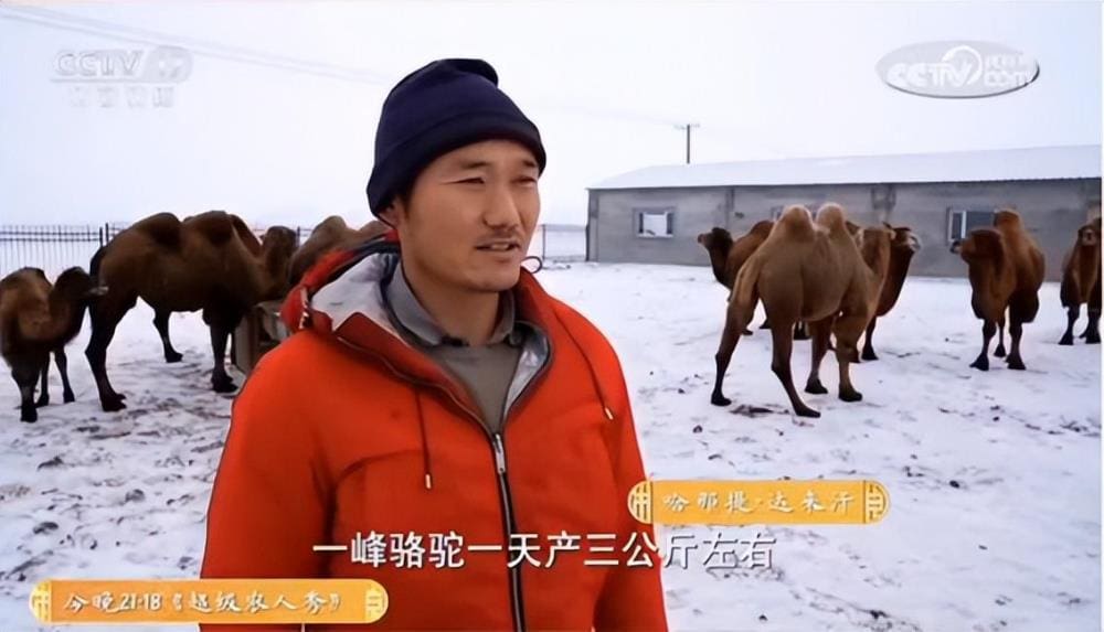 央视巨献！《共富经》深度纪实那拉集团‘驼起致富’传奇，见证乡村振兴新篇章！