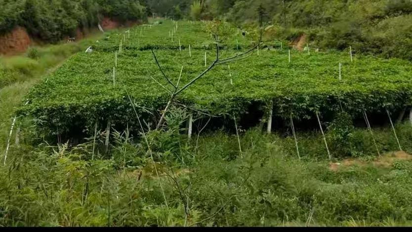 警惕！致富经频道背后的真相，农村年轻人需谨慎避免创业陷阱！