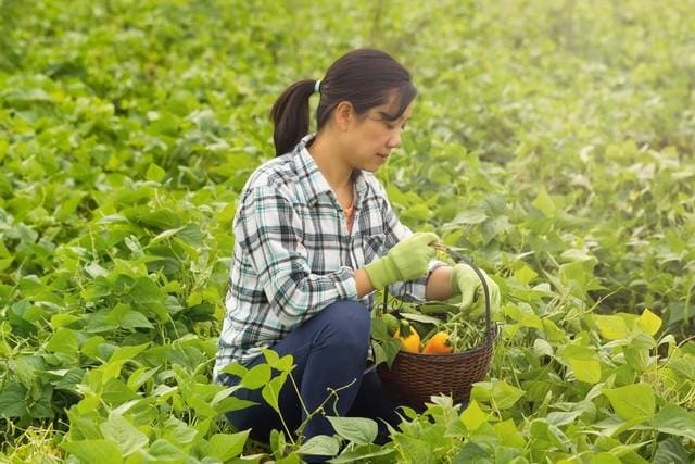 土地变黄金，农民笑开颜！2024年农村致富新航道已开启，先行者已扬帆起航！