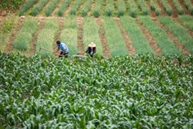 土地成金钥匙，农民致富新纪元！2024年农村财富快车已发车，众多先行者已上车，你还在等什么？