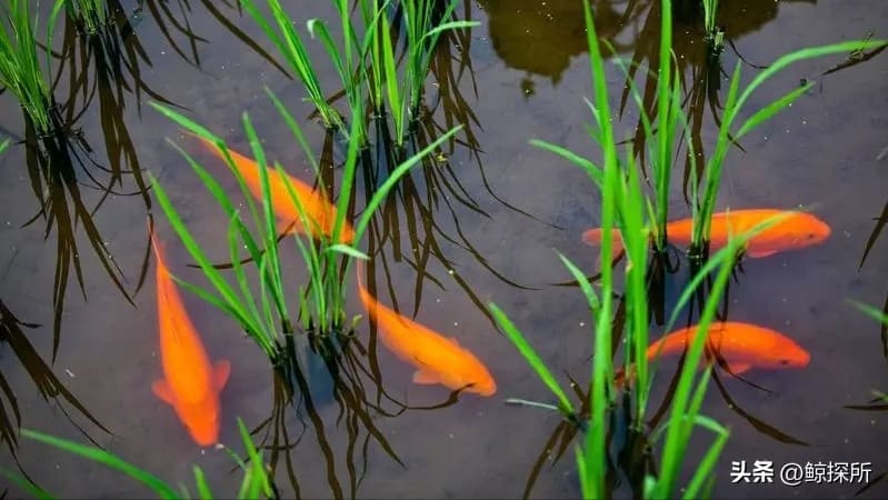 为何如今没人干了_年入600万不再是梦！揭秘稻田养鱼昔日辉煌与今日沉寂之谜，致富秘籍等你来解锁！