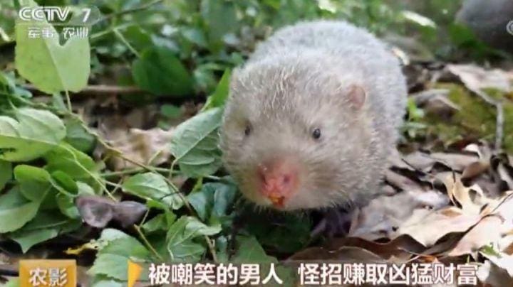 深度剖析!《致富经》背后的真相,为何有人成功有人败,致富路上的误区与秘籍!