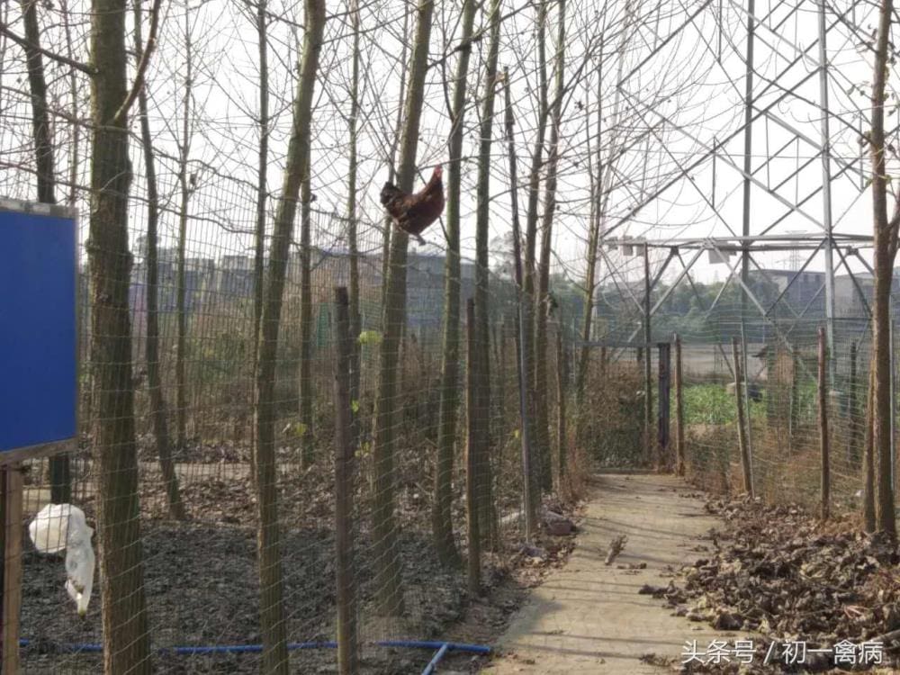 惊人发现！散养土鸡喂蚯蚓的隐忧，您不可不知的养殖秘密！